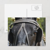 Carte postale Black Draft Horse (Devant / Derrière)