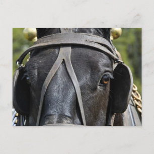 Carte postale Black Draft Horse