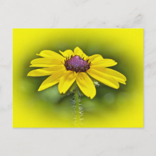 Carte Postale Black Eyed Susan Fleur sauvage