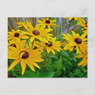 Carte Postale Black Eyed Susan Fleurs sauvages