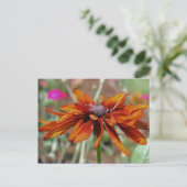 Carte postale Black Eyed Susan Flower (Debout devant)