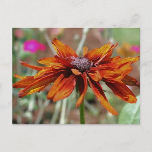 Carte postale Black Eyed Susan Flower (Devant)