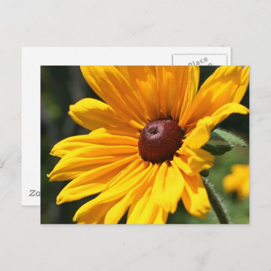 Carte postale Black Eyed Susan Flower (Devant / Derrière)