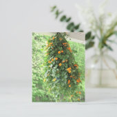 Carte Postale Black Eyed Susan Vine (Debout devant)