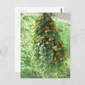 Carte Postale Black Eyed Susan Vine (Devant / Derrière)