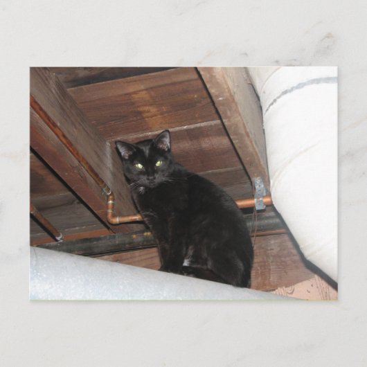 Carte Postale Black foster (Devant)