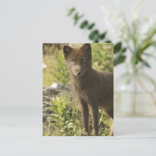 Carte postale Black Fox (Debout devant)