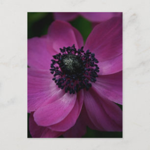 Carte postale Black Heart 2 Floral Photography