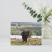 Carte Postale Black Highland, Écosse (Debout devant)