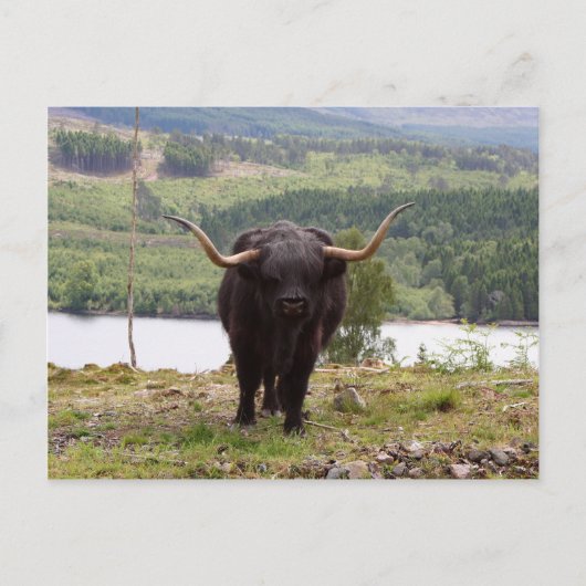 Carte Postale Black Highland, Écosse (Devant)