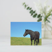Carte postale Black Horse (Debout devant)