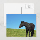 Carte postale Black Horse (Devant / Derrière)