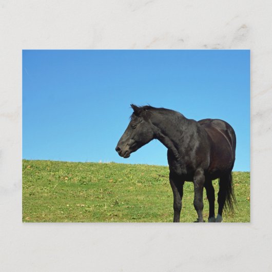 Carte postale Black Horse (Devant)