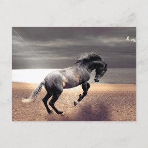 Carte Postale Black Horse Sandy Beach Océan Poste
