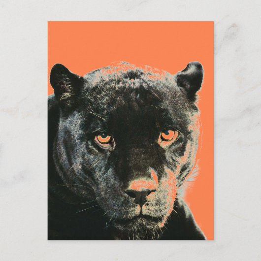 Carte postale Black Jaguar Panther (Devant)