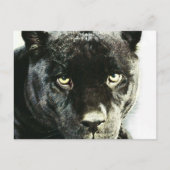 Carte postale Black Jaguar Panther Eyes (Devant)