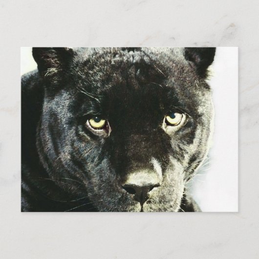 Carte postale Black Jaguar Panther Eyes (Devant)