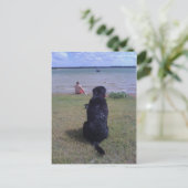 Carte Postale Black Lab au lac (Debout devant)