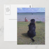 Carte Postale Black Lab au lac (Devant / Derrière)