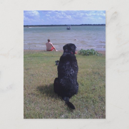 Carte Postale Black Lab au lac (Devant)