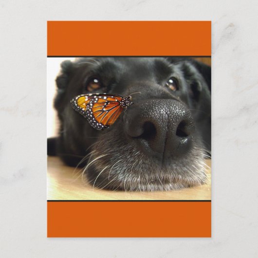 Carte Postale BLack Lab Chien Avec Papillon (Devant)