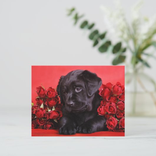Carte Postale Black Lab et rose (Debout devant)