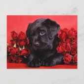 Carte Postale Black Lab et rose (Devant)