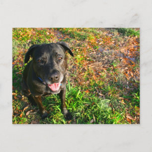 Carte Postale Black Lab sur l'herbe gauche sur l'image droite
