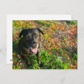 Carte Postale Black Lab sur l'herbe gauche sur l'image droite (Devant / Derrière)