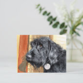 Carte postale Black Labradoodle #1 (Debout devant)
