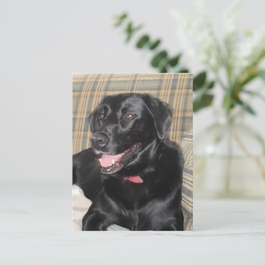Carte postale Black Labrador (Debout devant)