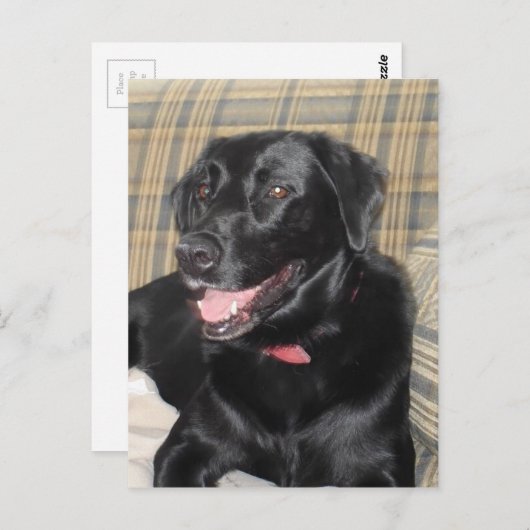 Carte postale Black Labrador (Devant / Derrière)