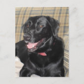 Carte postale Black Labrador (Devant)