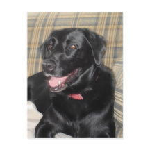 Carte postale Black Labrador