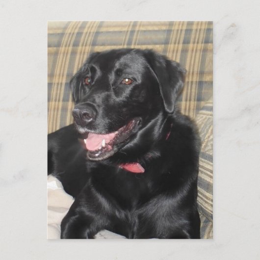Carte postale Black Labrador (Devant)