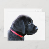 Carte Postale Black Labrador (Devant / Derrière)