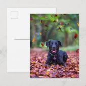 Carte Postale Black Labrador Dans Les Feuilles Automnes (Devant / Derrière)