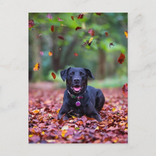 Carte Postale Black Labrador Dans Les Feuilles Automnes (Devant)
