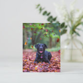 Carte Postale Black Labrador Dans Les Feuilles Automnes (Debout devant)