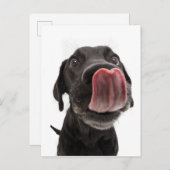 Carte Postale Black Labrador Licking (Devant / Derrière)