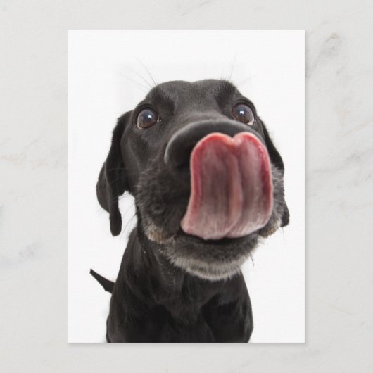 Carte Postale Black Labrador Licking (Devant)