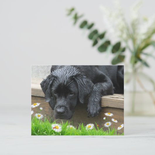 Carte Postale Black Labrador mignon Chien Daisy Fleurs Ladybug (Debout devant)