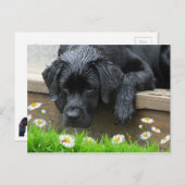 Carte Postale Black Labrador mignon Chien Daisy Fleurs Ladybug (Devant / Derrière)