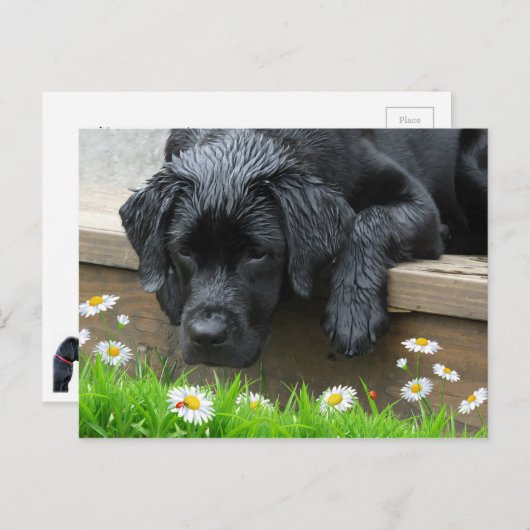 Carte Postale Black Labrador mignon Chien Daisy Fleurs Ladybug (Devant / Derrière)