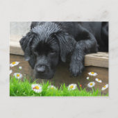 Carte Postale Black Labrador mignon Chien Daisy Fleurs Ladybug (Devant)