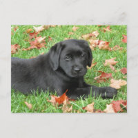 Black Labrador Puppy Automne - Joli chien Black La