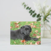 Carte Postale Black Labrador Puppy Automne - Joli chien Black La (Debout devant)