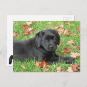 Carte Postale Black Labrador Puppy Automne - Joli chien Black La (Devant / Derrière)