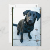 Carte Postale Black Labrador Retriever (Devant / Derrière)
