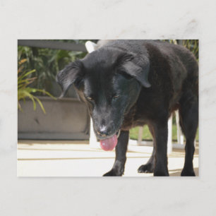 Carte Postale Black Labrador Retriever Chien gros
